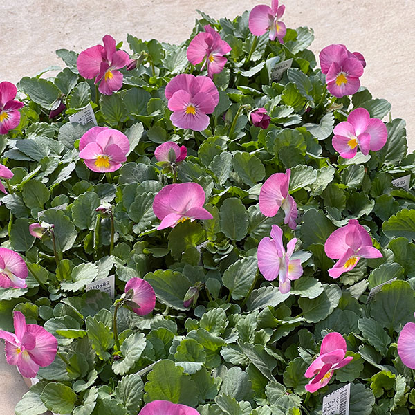 パンジー：ウィンターパラダイス　パフュームピンク3～3.5号ポット