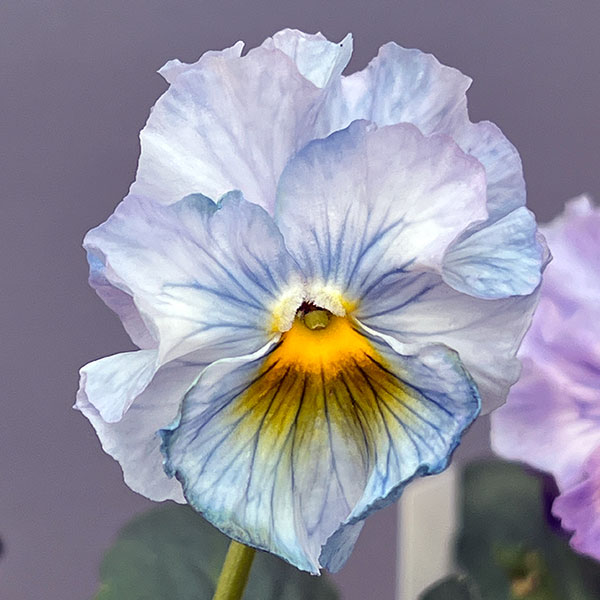 パンジー：フリンジパンジー　フリフリラベンダー3～3.5号ポット