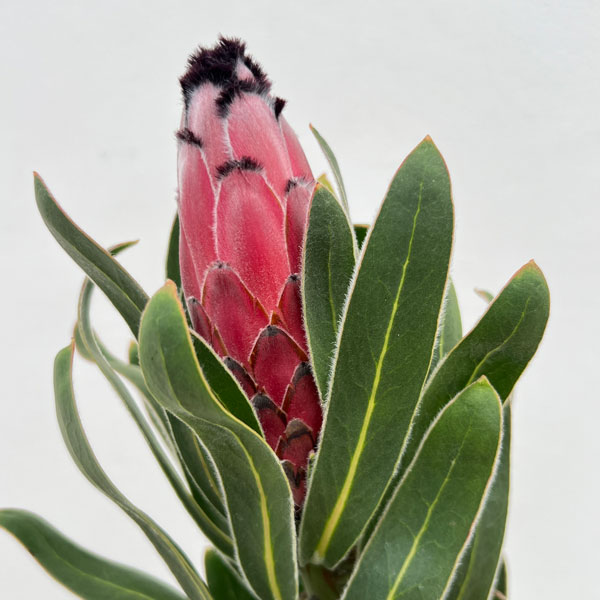 プロテア:オーストラリスルビー 5号鉢植え