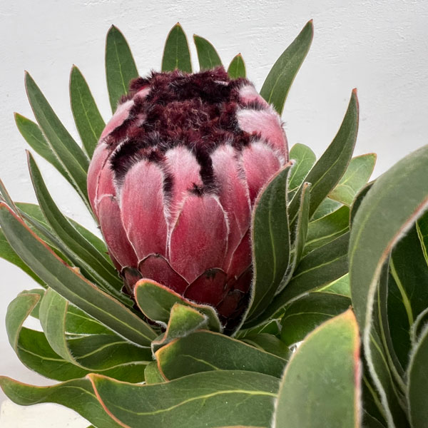 プロテア:オーストラリスルビー 5号鉢植え