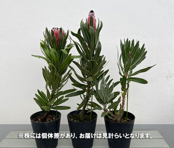 プロテア:オーストラリスルビー 5号鉢植え