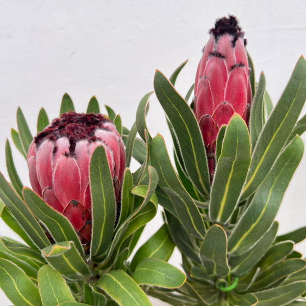 プロテア:オーストラリスルビー 5号鉢植え