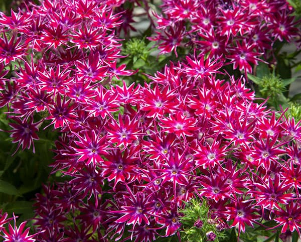 フロックス:ポップスターズ パープル3.5号ポット