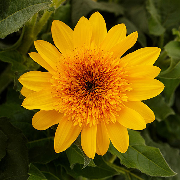 ヒマワリ:アポロンゴールド3.5号ポット