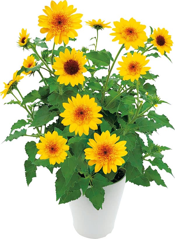 ヒマワリ:アポロンゴールド3.5号ポット