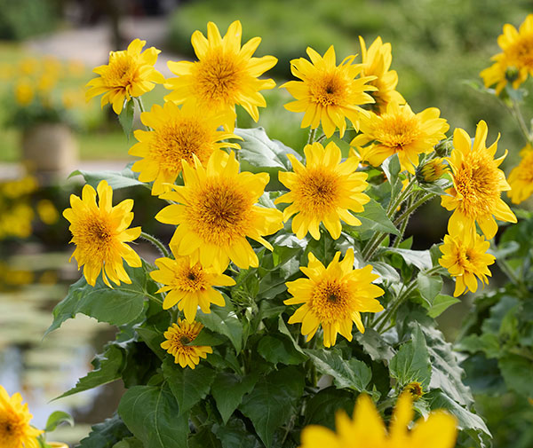 ヒマワリ:アポロンゴールド3.5号ポット