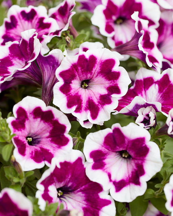 [26年3月中下旬予約]ペチュニア：ファンハウス　ペインテッドラブ3.5号ポット