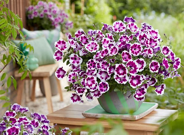 [26年3月中下旬予約]ペチュニア：ファンハウス　ペインテッドラブ3.5号ポット