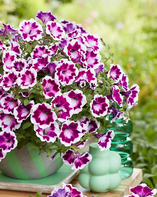 [26年3月中下旬予約]ペチュニア：ファンハウス　ペインテッドラブ3.5号ポット