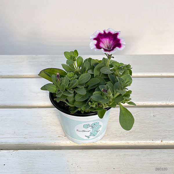 ペチュニア：ファンハウス　ペインテッドラブ3.5号ポット