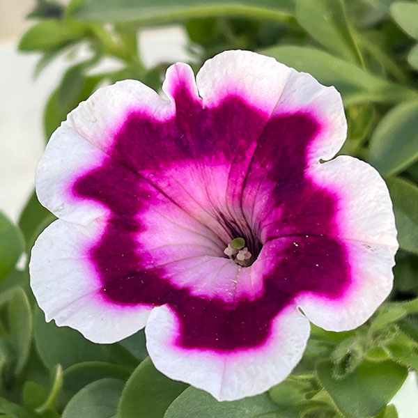 ペチュニア：ファンハウス　ペインテッドラブ3.5号ポット