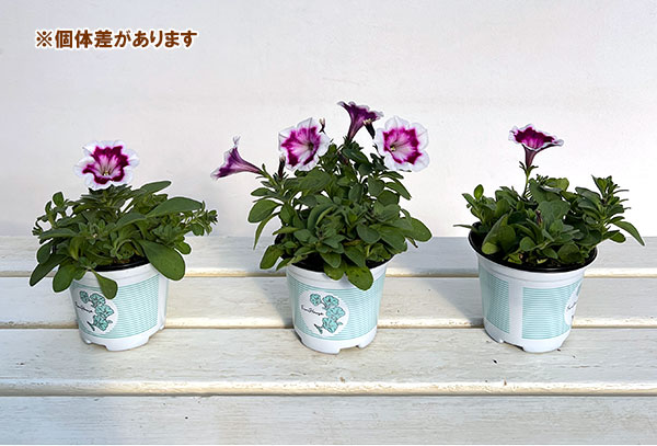 ペチュニア：ファンハウス　ペインテッドラブ3.5号ポット