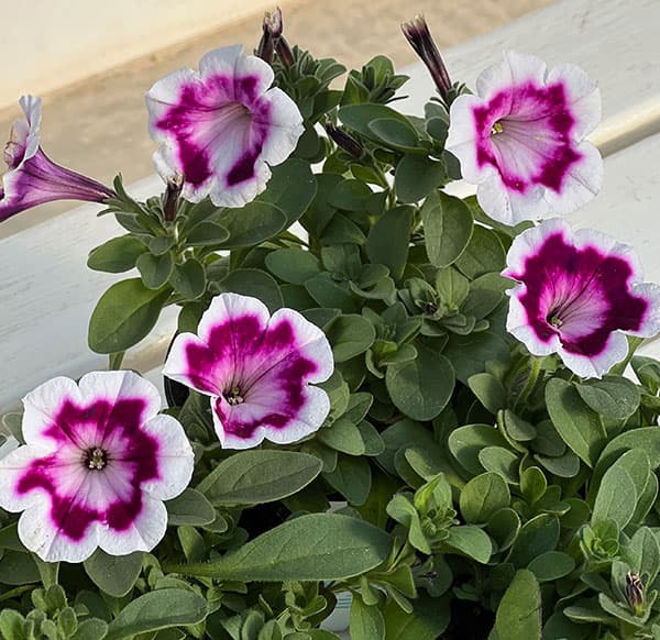 ペチュニア：ファンハウス　ペインテッドラブ3.5号ポット