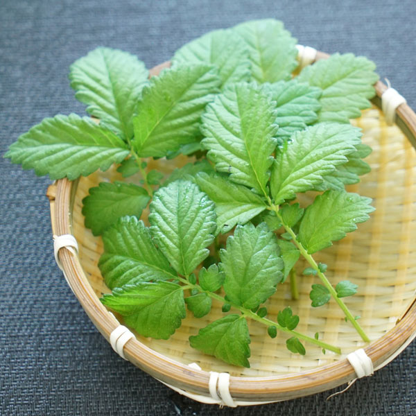 [26年4月上旬予約]キンミズヒキ（金水引）3.5号ポット**