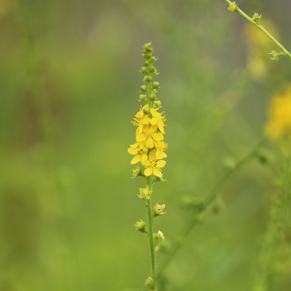 [26年4月上旬予約]キンミズヒキ（金水引）3.5号ポット**