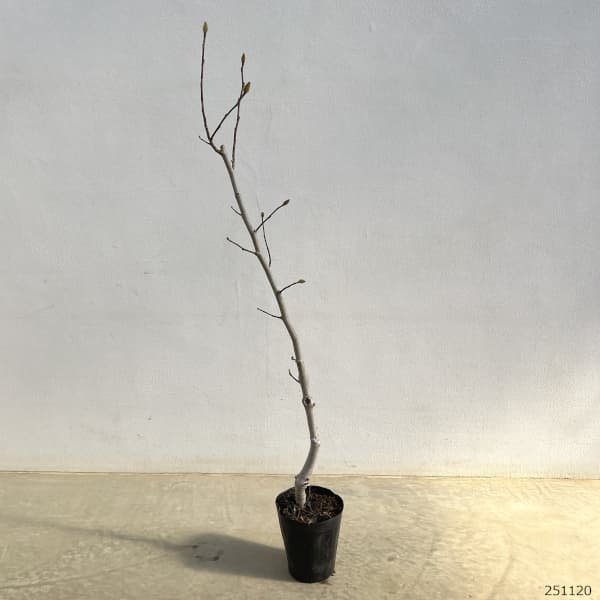 ヒメコブシ(シデコブシ):ヒメコブシ桃花4.5号ポット