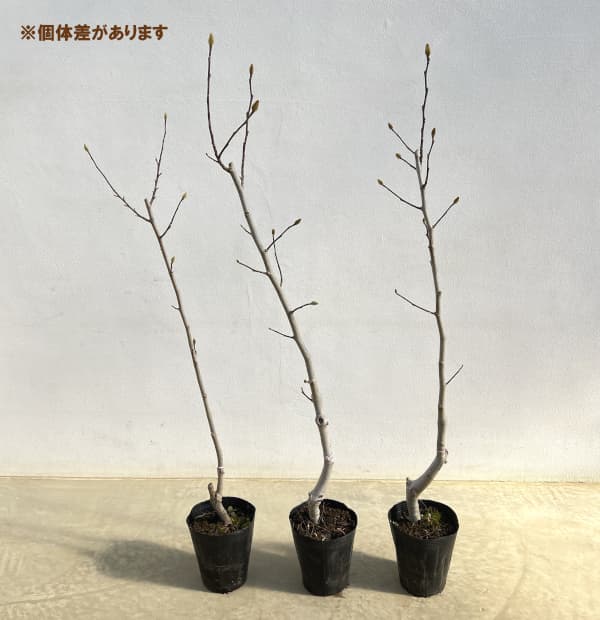 ヒメコブシ(シデコブシ):ヒメコブシ桃花4.5号ポット