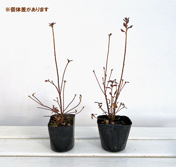 ツツジ：コバノミツバツツジ3号ポット