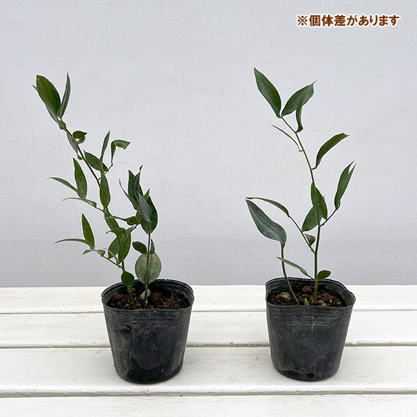 イタリアンルスカス3号ポット