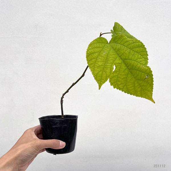 カジノキ（梶の木）3号ポット