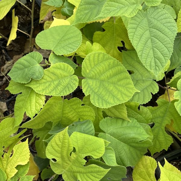 カジノキ（梶の木）3号ポット