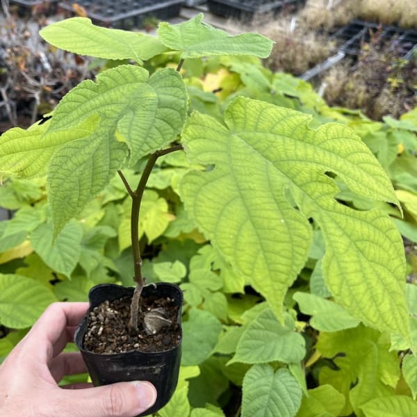 カジノキ（梶の木）3号ポット