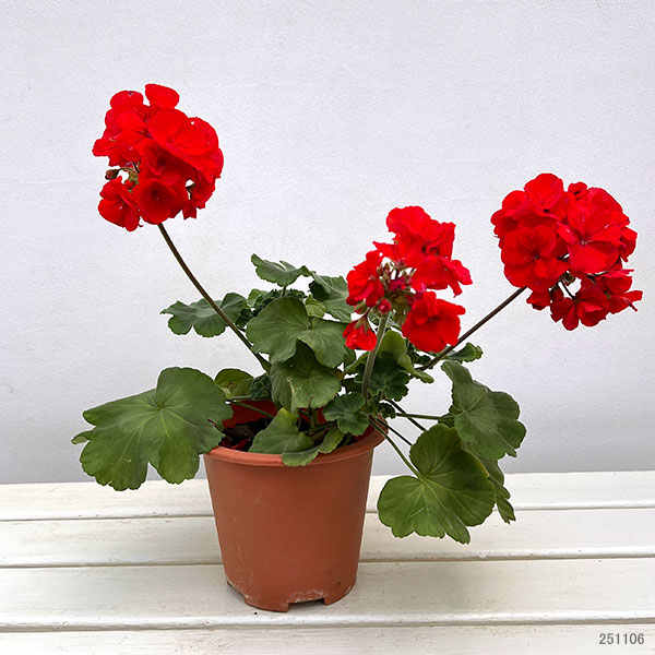 ゼラニウム:カリオペスカーレット5号ポット