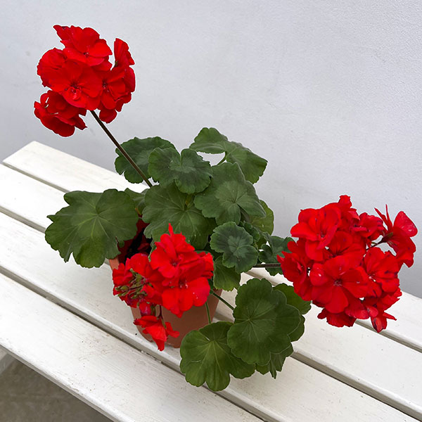 ゼラニウム:カリオペスカーレット5号ポット