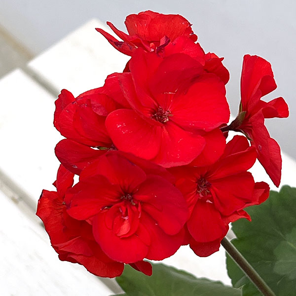 ゼラニウム:カリオペスカーレット5号ポット