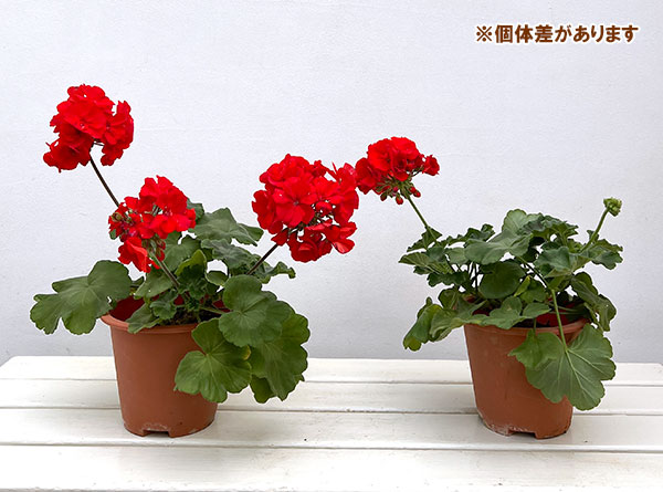 ゼラニウム:カリオペスカーレット5号ポット