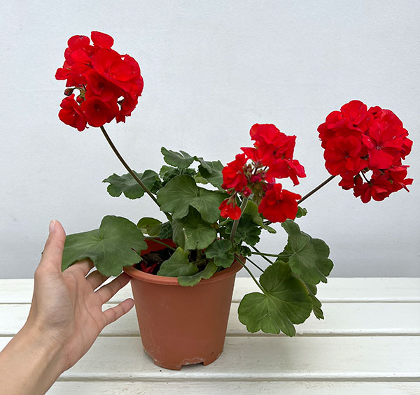 ゼラニウム:カリオペスカーレット5号ポット