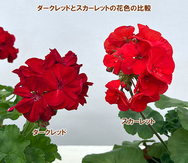 ゼラニウム:カリオペスカーレット5号ポット