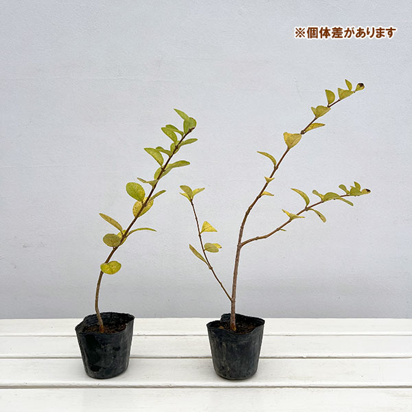 一才ヒトツバタゴ3号ポット