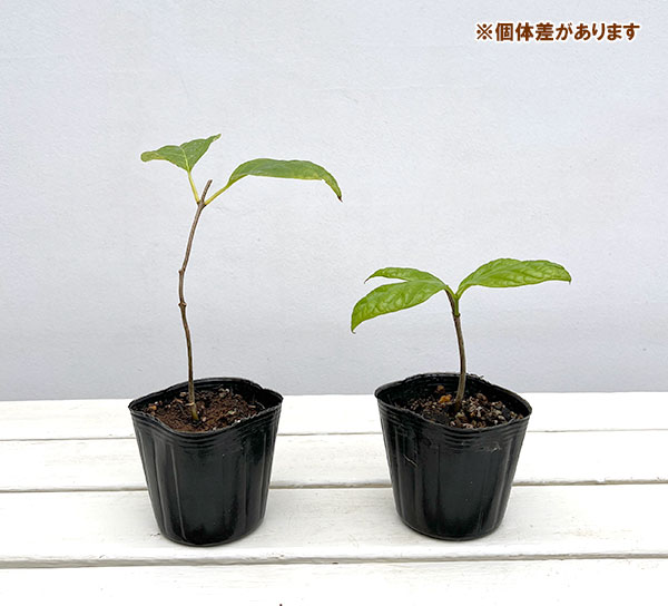 ナツロウバイ3号ポット