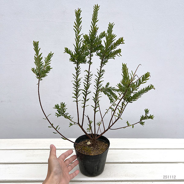 グレビレア：ファイヤーワークス4号ポット