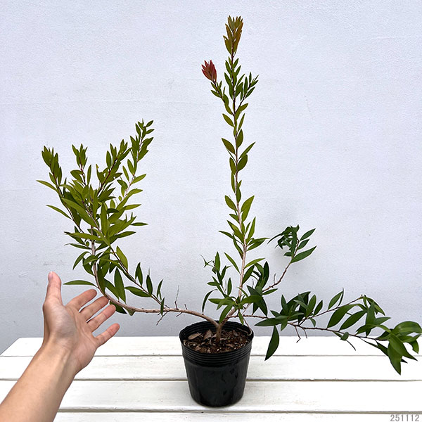 カリステモン：ピンクアルマ4-5号ポット