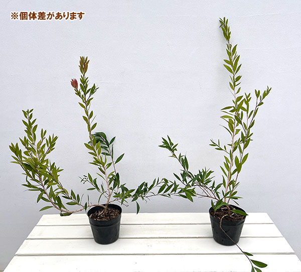 カリステモン：ピンクアルマ4-5号ポット