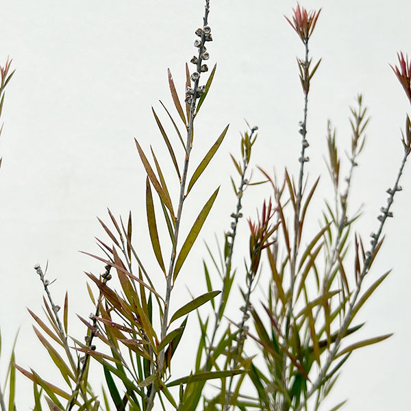 カリステモン：インジューン3.5-4号ポット