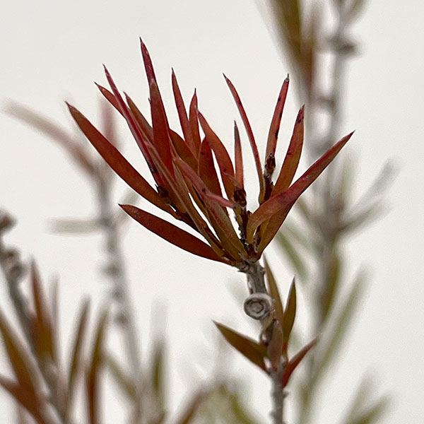 カリステモン：インジューン3.5-4号ポット