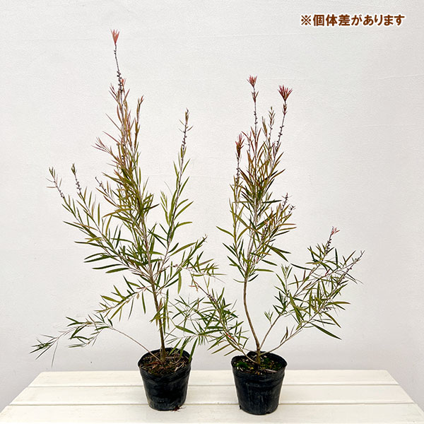 カリステモン：インジューン3.5-4号ポット