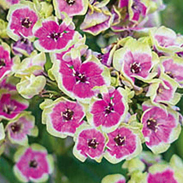 フロックス:オーキッドイエロー3号ポット