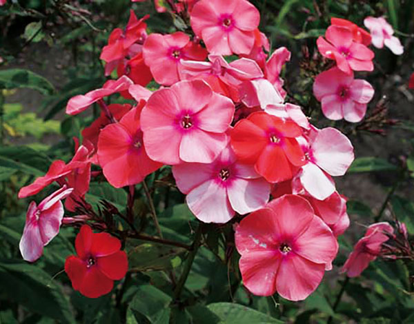 フロックス:ビンセントバンゴッホ3号ポット