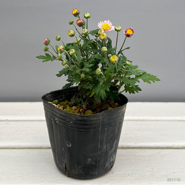 キク（小菊）：熊野の雪3号ポット[10～11月頃開花　八重咲き・遅咲き種　クマノノユキ]