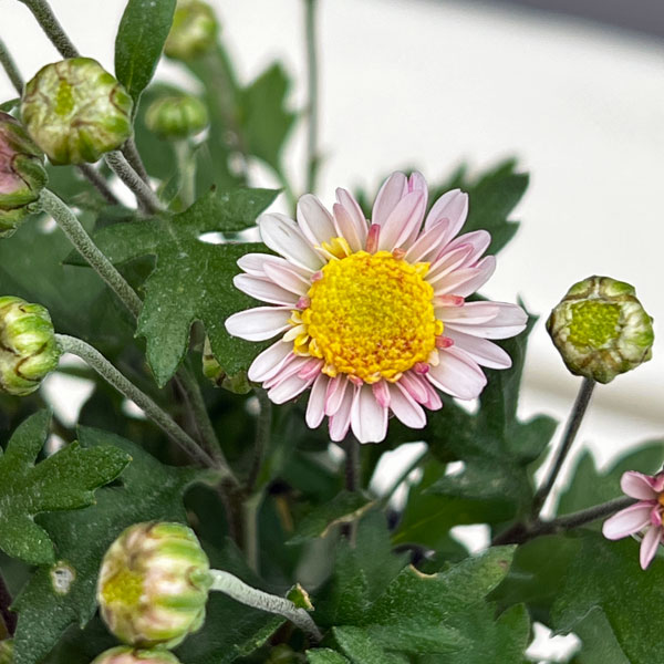 キク（小菊）：熊野の雪3号ポット[10～11月頃開花　八重咲き・遅咲き種　クマノノユキ]