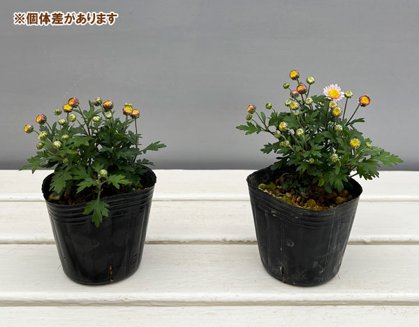 キク（小菊）：熊野の雪3号ポット[10～11月頃開花　八重咲き・遅咲き種　クマノノユキ]