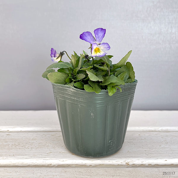 ビオラ：丸森ビオラ　ブラックスワン3号ポット