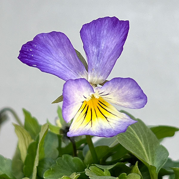 ビオラ：丸森ビオラ　ブラックスワン3号ポット