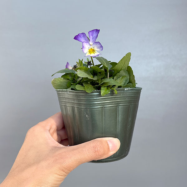 ビオラ：丸森ビオラ　ブラックスワン3号ポット