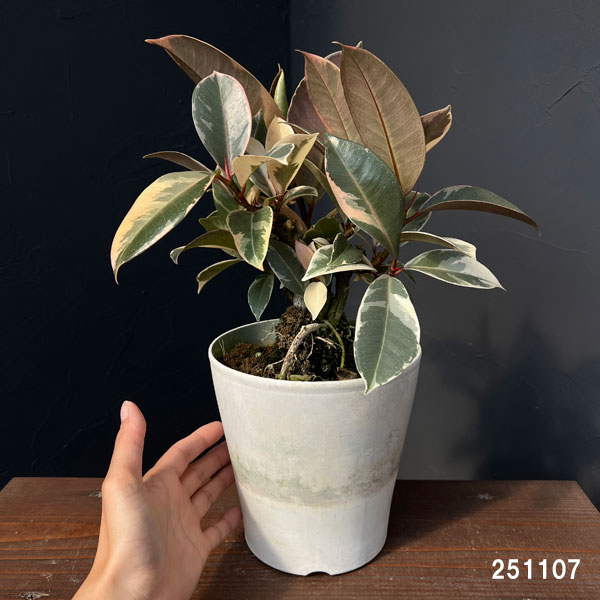 フィカス：ティネケ　5号ポット