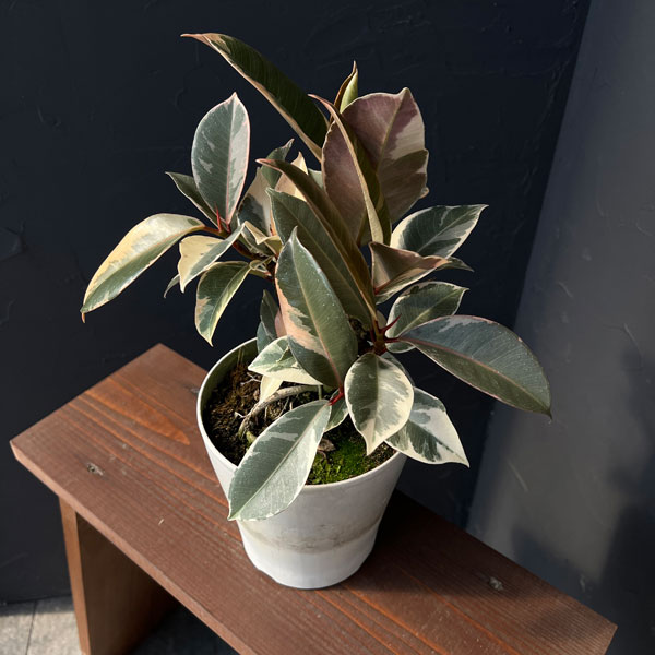 フィカス：ティネケ　5号ポット